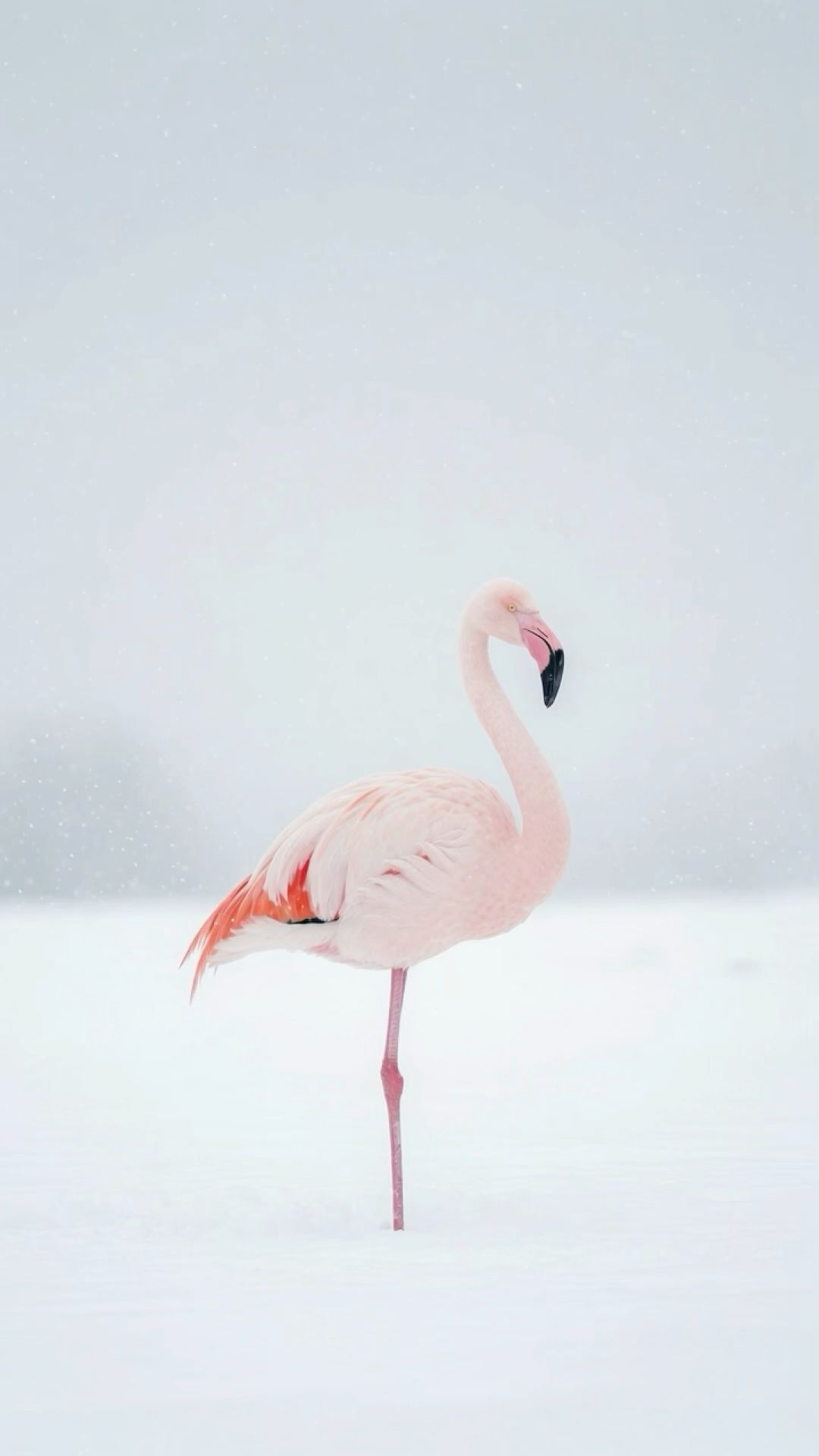 Snow Flamingo wallpaper artwork