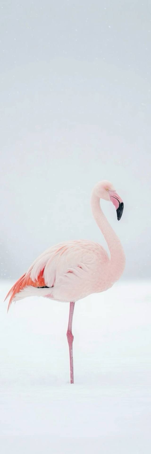 Snow Flamingo wallpaper artwork